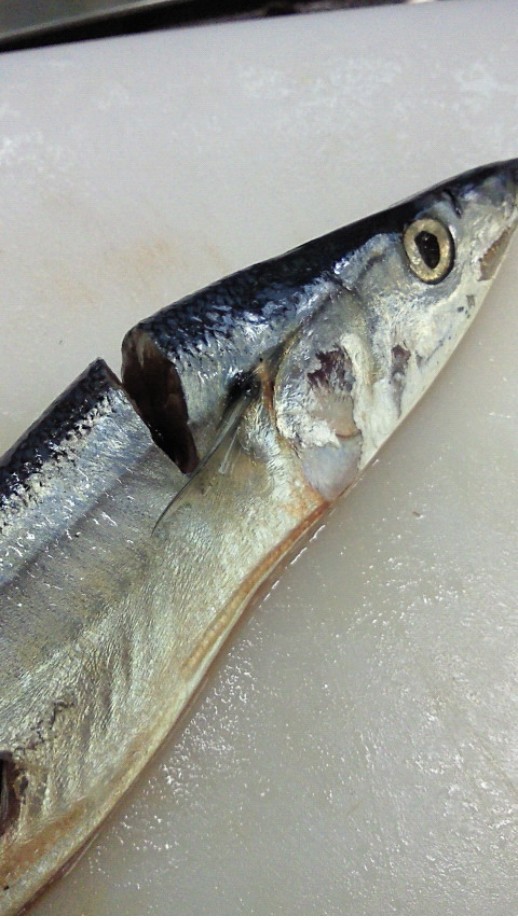 秋刀魚1