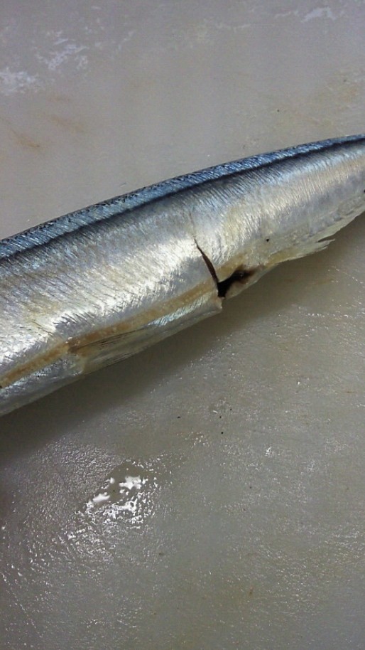 秋刀魚2