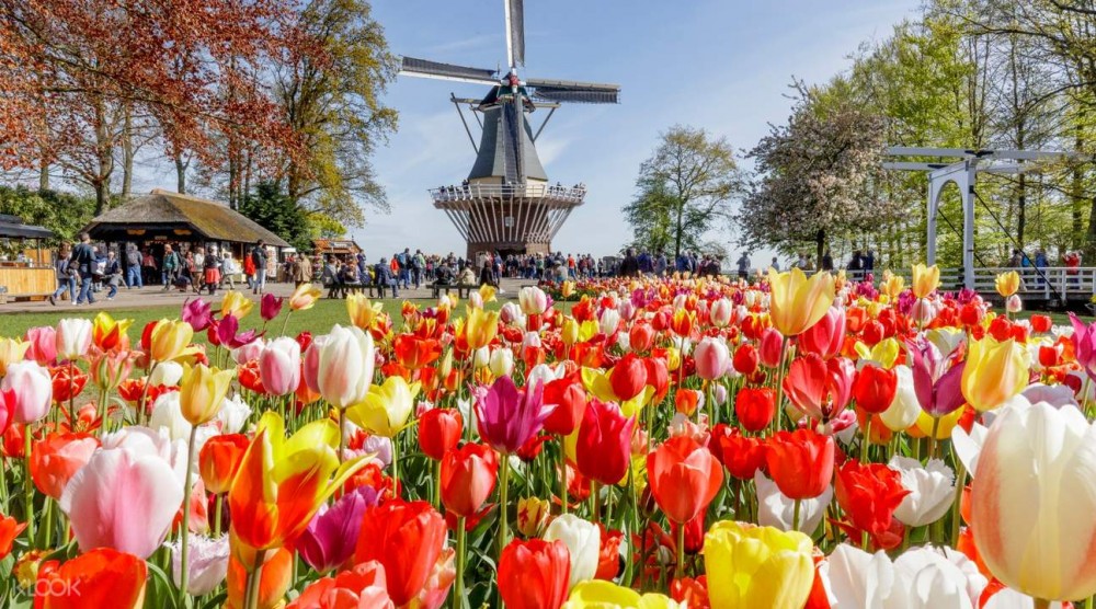 庫肯霍夫公園鬱金香