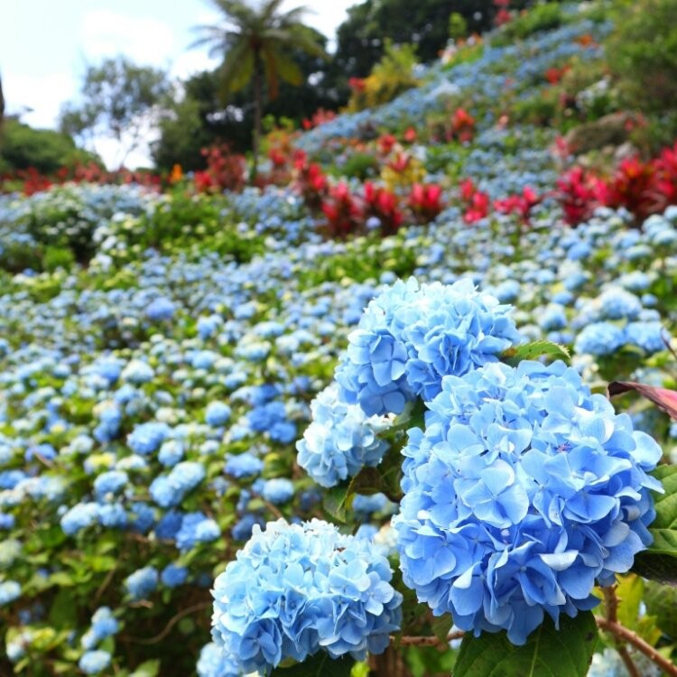 神戸市立森林植物園