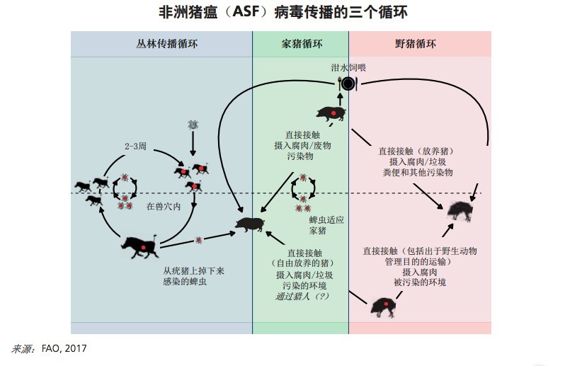 非洲豬瘟