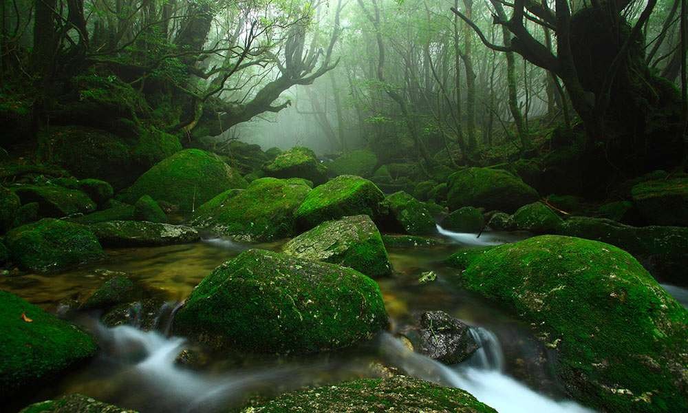 屋久島