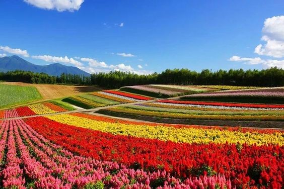 北富良野花田