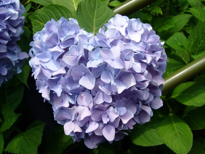 櫻花節後 19賞花攻略特蒐日本關西5大繡球花景點 Urbanlife 健康新態度