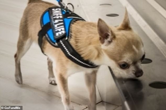 【癌症檢測】美國研究:狗隻能嗅出肺癌 準確率更高達96%