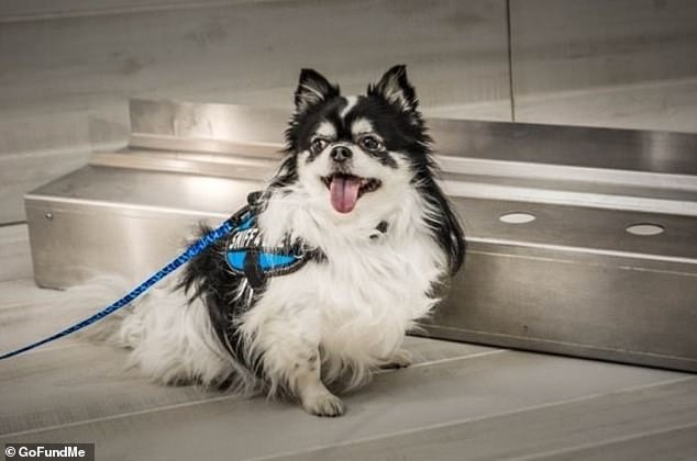 【癌症檢測】美國研究:狗隻能嗅出肺癌 準確率更高達96%