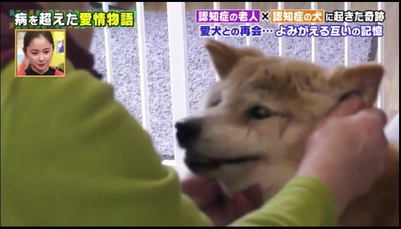 【認知障礙症】婆婆與柴犬雙雙患病 忘了一切卻不忘對方