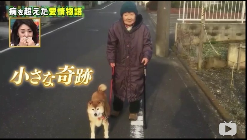 【認知障礙症】婆婆與柴犬雙雙患病 忘了一切卻不忘對方