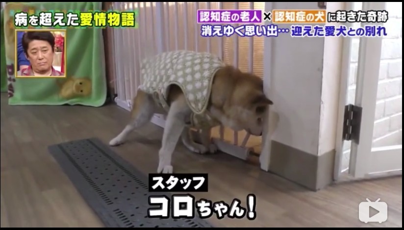 【認知障礙症】婆婆與柴犬雙雙患病 忘了一切卻不忘對方