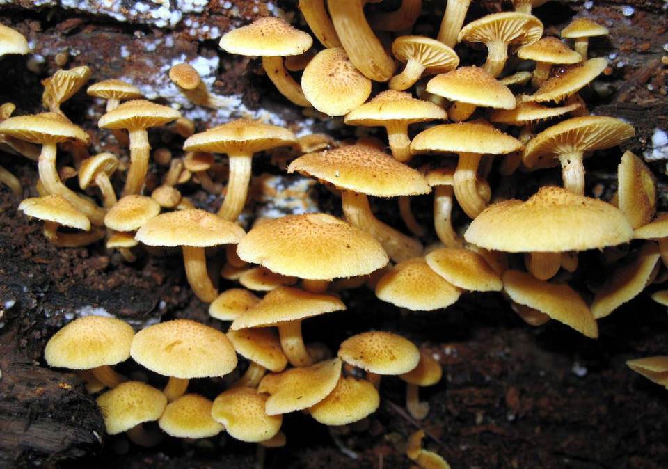 Gymnopilus aeruginosus