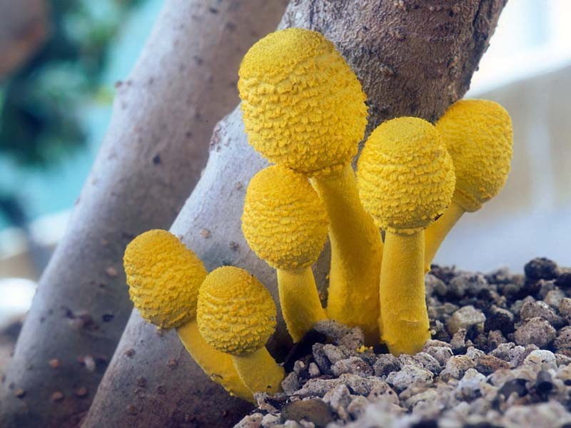 Leucocoprinus birnbaumii