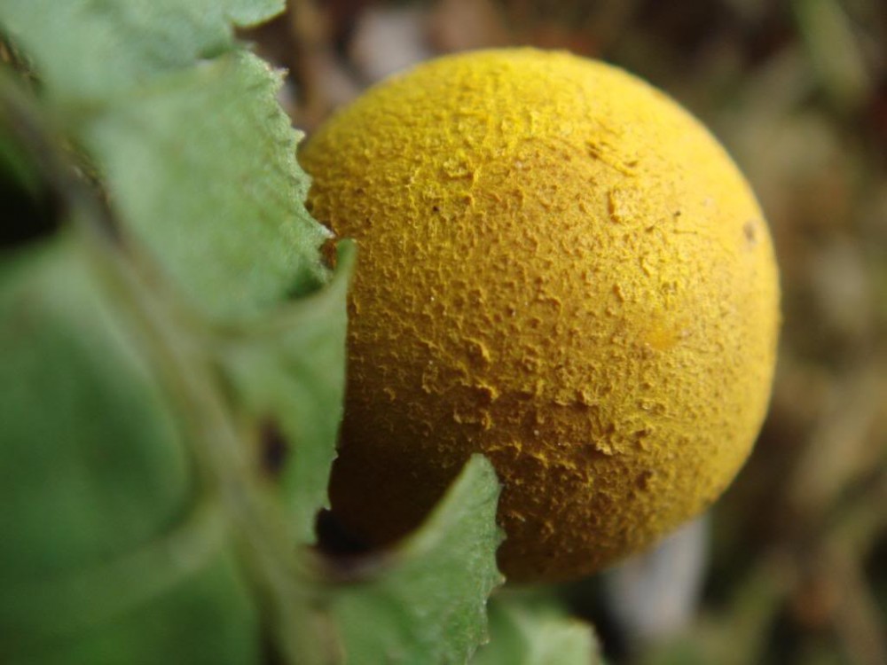 Scleroderma flavidum