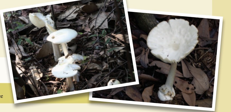 Screenshot 2019-07-18 at 4.52.27 PM