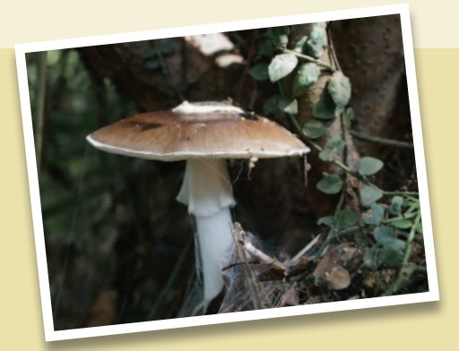 Screenshot 2019-07-18 at 4.53.30 PM