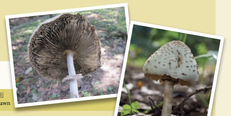 Screenshot 2019-07-18 at 4.55.11 PM