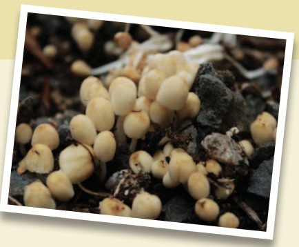 Screenshot 2019-07-18 at 4.56.10 PM