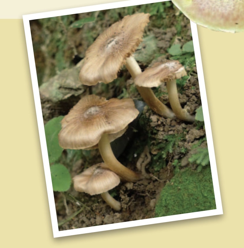 Screenshot 2019-07-18 at 4.57.25 PM