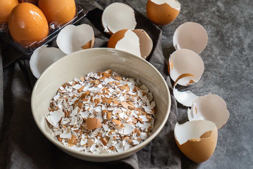 eggshell