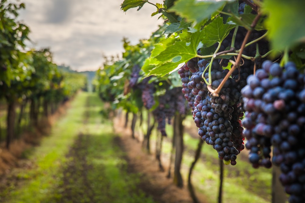 grape