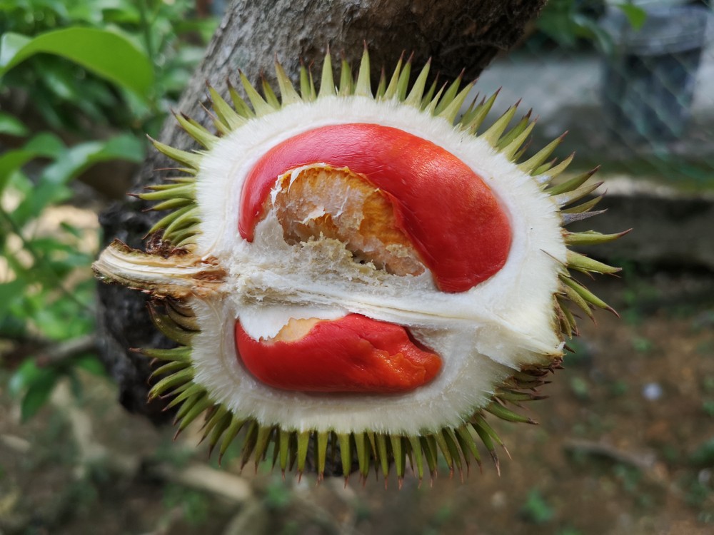 shutterstock_1310583461