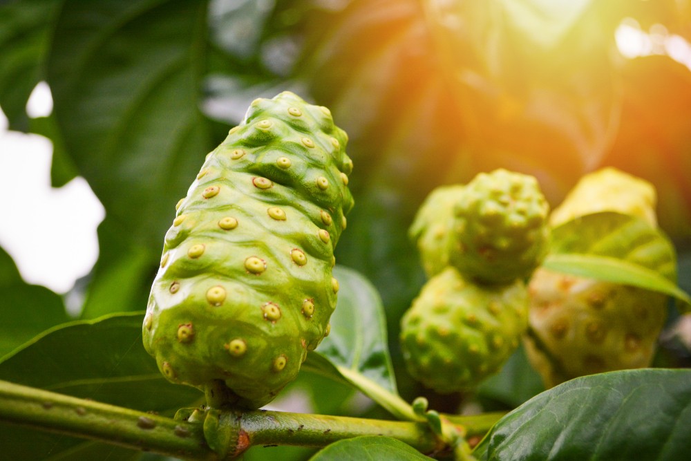 noni