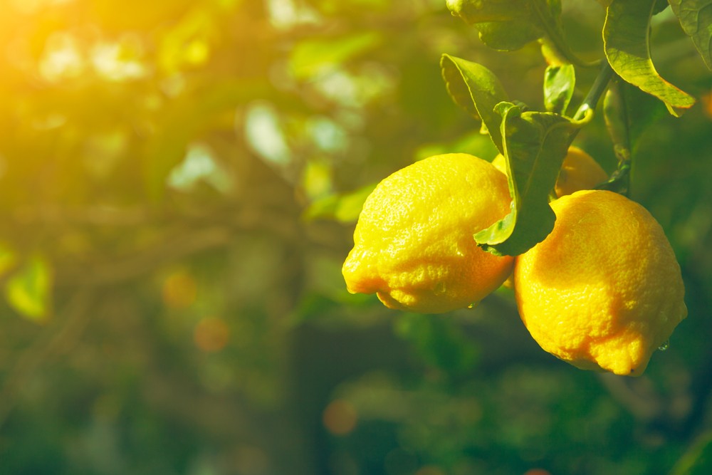 shutterstock_428333788