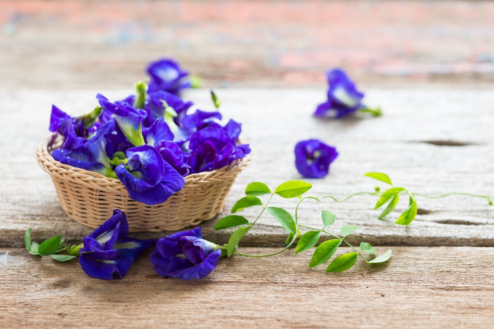 蝶豆花(學名Clitoria ternatea,英文名Butterfly Pea),是一種高品質,富含蛋白質的豆科植物,源自於赤道一帶東南亞國家。