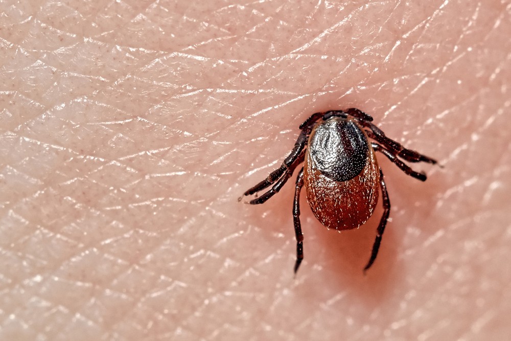 萊姆病致病原為伯氏疏螺旋體(Borrelia burgdorferi),為微嗜氧性之革蘭氏陰性菌,並可分為不同的基因型別。