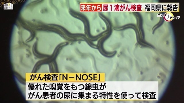 線蟲生活在土壤中,沒有眼睛和耳朵,但嗅覺非常靈敏。