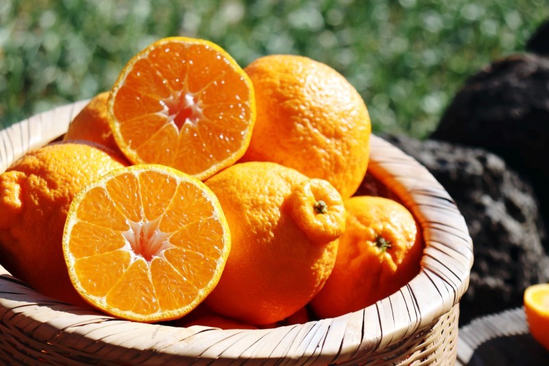 漢拏峰是濟州島獨有的水果。