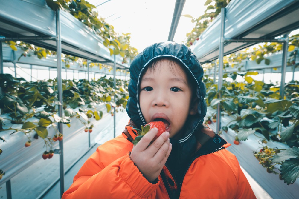 韓國水果愈來愈受歡迎,直頭能與日本水果匹敵。