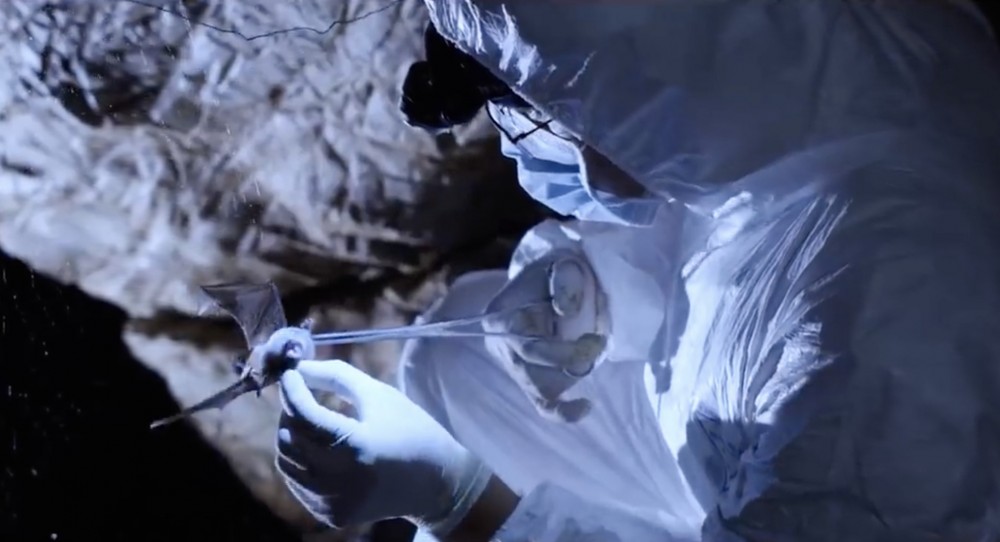 武漢疾控中心曾從湖北省捉來155隻蝙蝠當中包括菊頭蝠。