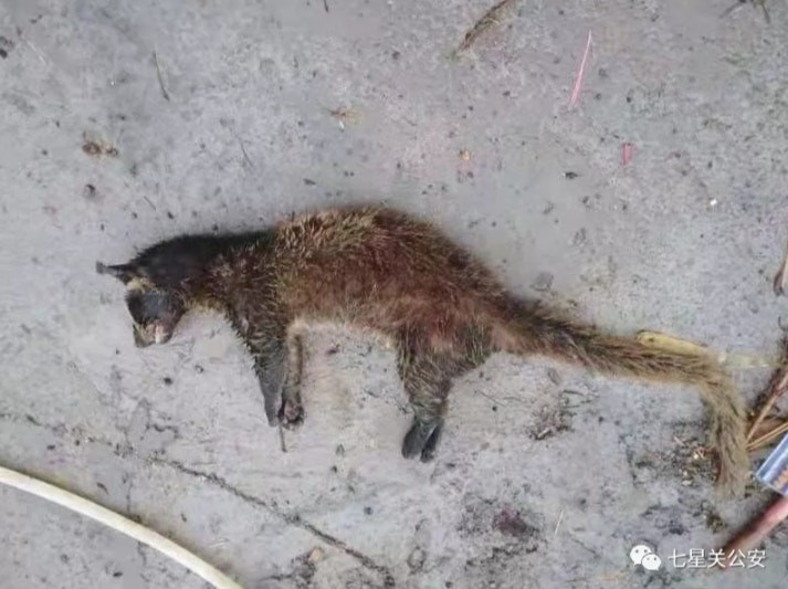 貴州省畢節市一名男子竟然因為武漢疫情爆發後「太無聊」，於是到山上捕獵野味「換個口味」。