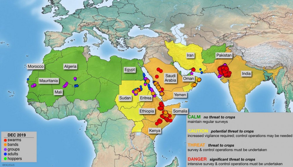 農業農村部表示,沙漠蝗對中國的危害概率很小,國內大規模爆發蝗災風險很低。