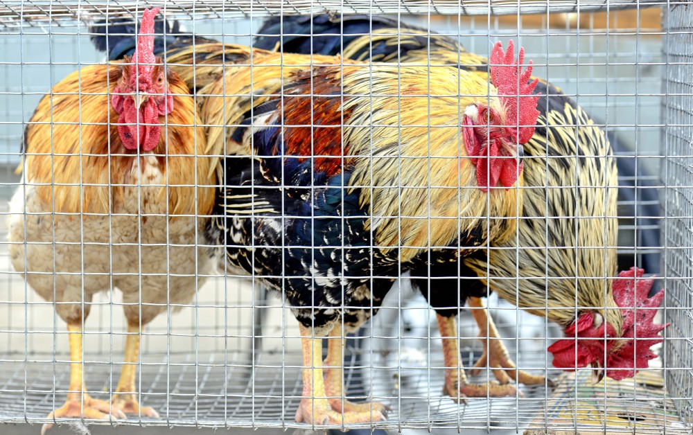 湖南省邵陽市出現H5N1禽流感疫情。