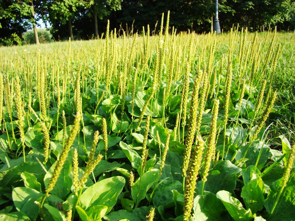 洋車前子能夠預防胃部疾病、大腸癌、大腸炎等腸胃疾病。