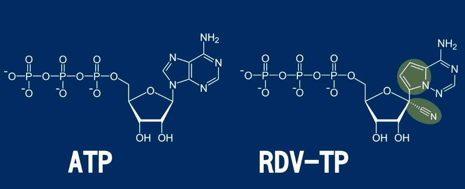 ATP和RDV-TP,這兩者乍看之下還滿相似的,只有後面兩個地方不同。