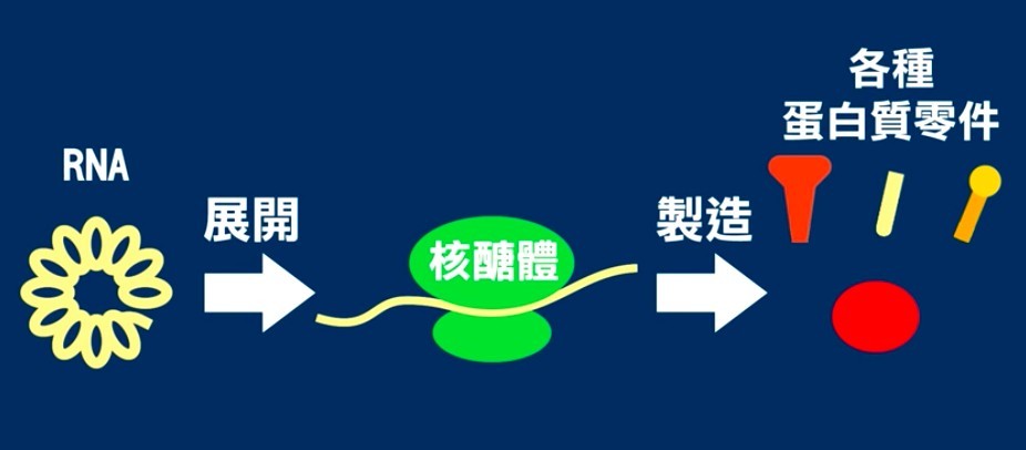 RNA進入人體後,就會利用人體內的核糖體,幫它製造日後可以組裝病毒的蛋白質零件。