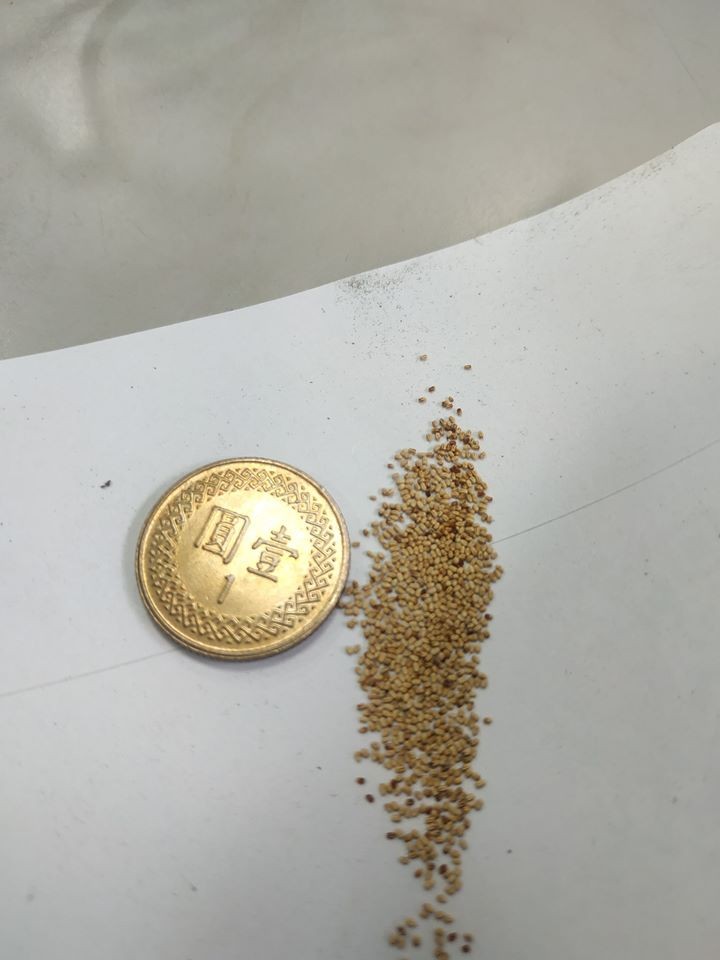 台灣有網民家中牆壁出現大量猶如芝麻的不明顆粒物體，有可能是白蟻侵入現象。