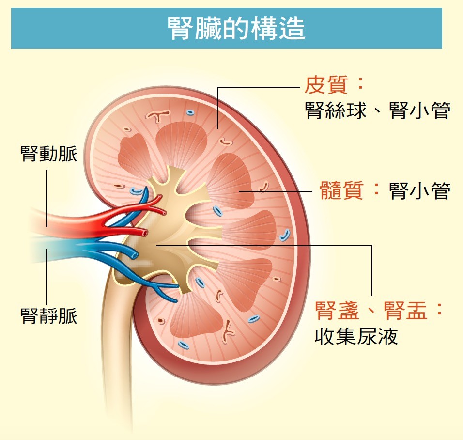 腎臟由100萬個腎元組成,而每個腎元分佈由腎絲球、腎小管連結起來。