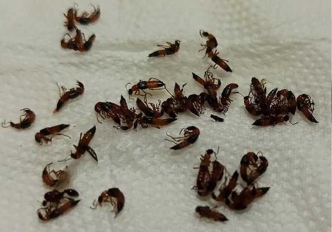 台灣一名男子分享自己一晚抓獲50隻隱翅蟲。