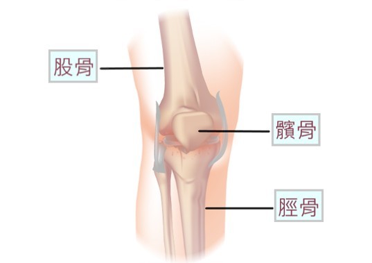 膝關節由大腿骨(股骨)、小腿骨(脛骨)和膝蓋骨(髕骨)組成。
