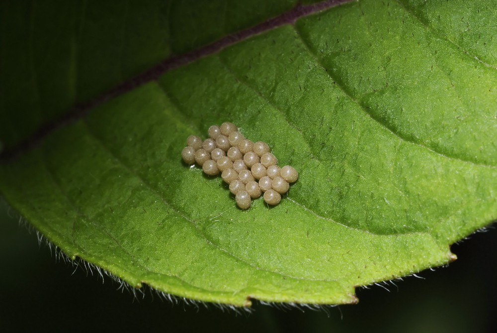 臭屁蟲卵的汁液有毒可致盲,所以清理的時候要非常小心。
