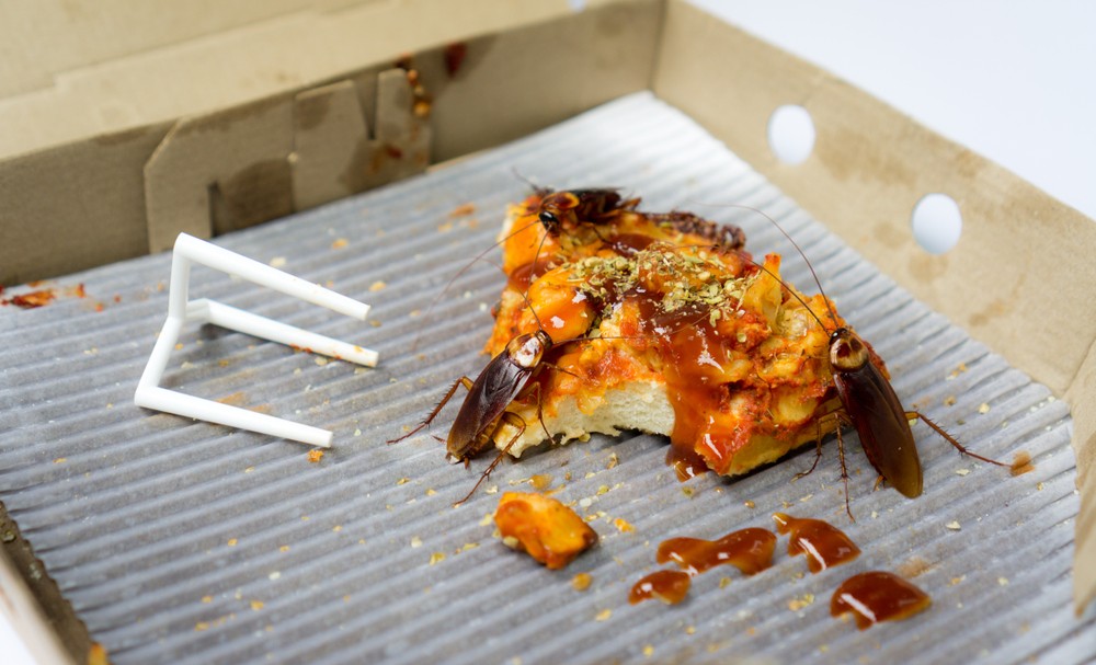 蟑螂,在香港也被稱為「曱甴」或「小強」,生命力極強。