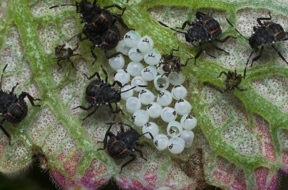 臭屁蟲,學名椿象,身上有一種特殊的臭腺,遇敵時會放出奇臭無比的臭氣,因此而得名。