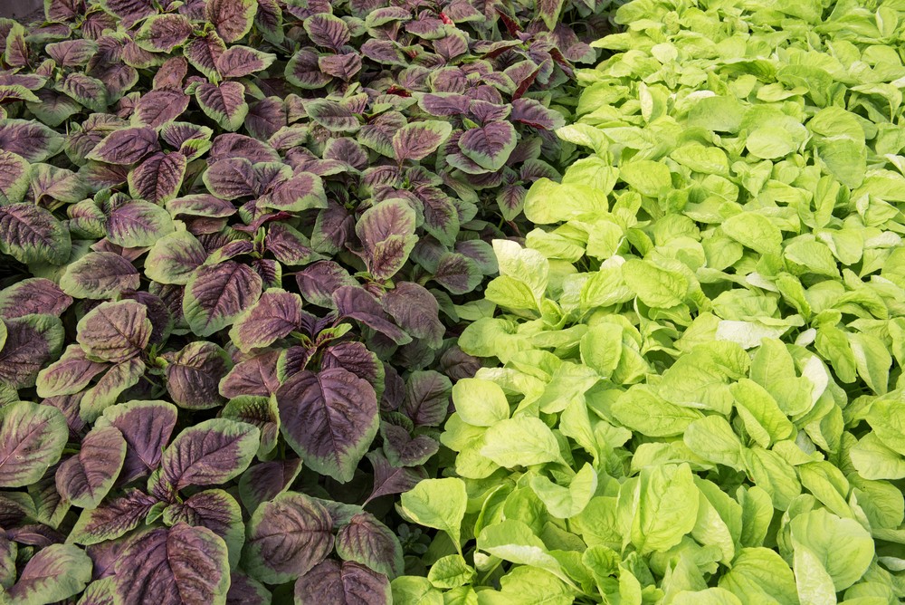 脾胃虛弱者,經常腹瀉者應少食;要留意的是,因莧菜含鉀含量高,故腎功能不良、尿毒症者則宜少食。