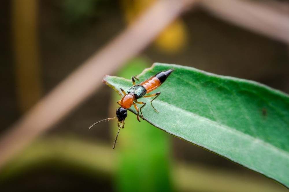 隱翅蟲大多生活在潮濕的泥土、花叢、矮樹叢當中。