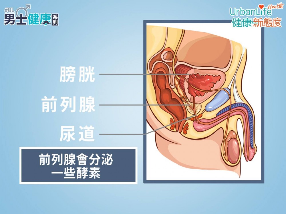 前列腺為一腺體,位於膀胱與尿道之間,會分泌一些酵素,令精液射出後變成流質,有助女性生育、受孕。