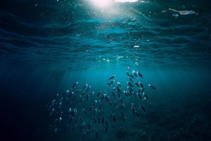 重金屬物質可在魚類體內聚集,並且還會與魚類組織內的蛋白質緊密結合。