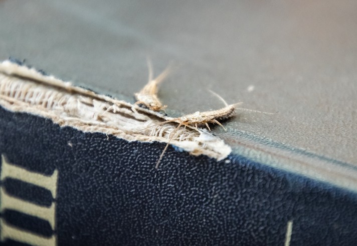 衣魚，也稱為書蟲，是一種無翅蟲，在地球上已出現3億年，是真正的「活化石」。